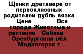 Щенки дратхаара от первоклассных  родителей(дубль вязка) › Цена ­ 22 000 - Все города Животные и растения » Собаки   . Оренбургская обл.,Медногорск г.